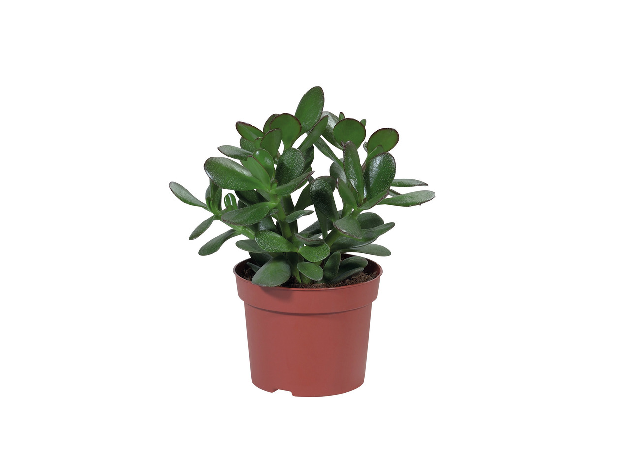 Assorted Succulents1