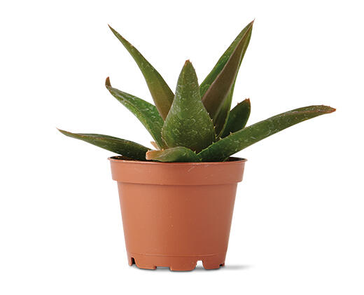 Mini Succulent Assorted Varieties