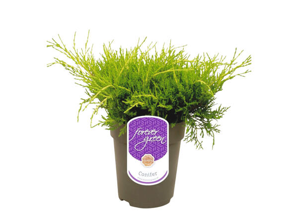 Conifer Mix