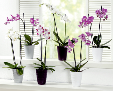 Orchidée