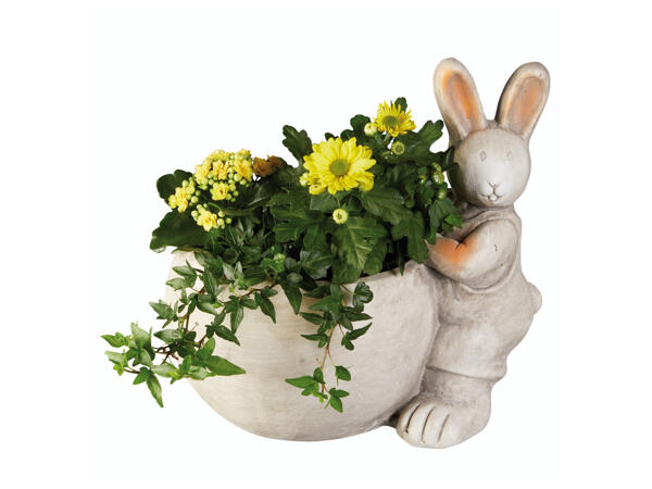 Outdoor Easter Bunny Plants