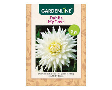 Dahlia or Gladioli Packet Bulbs