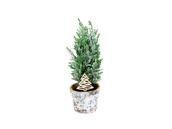 Conifer in Rustic Pot