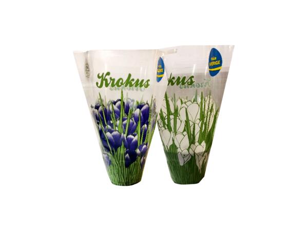 Krokus, pärlhyacint