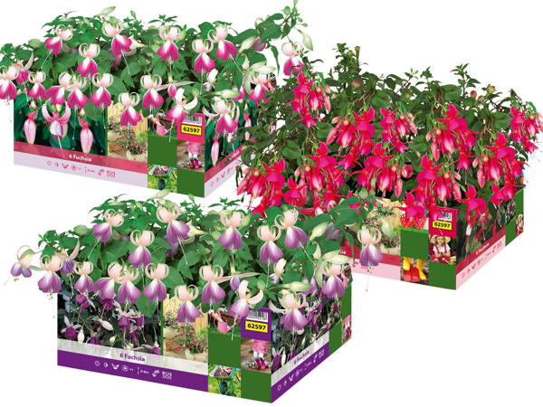 Fuchsien 6er Tray