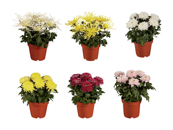 Chrysanthemen-Busch "Chrysanne"