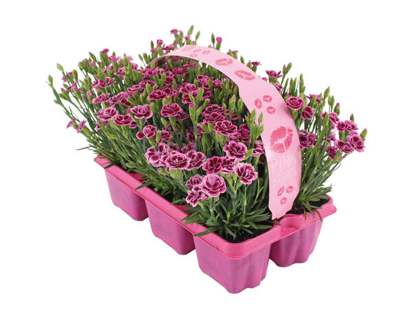 Dianthus Pink Kisses