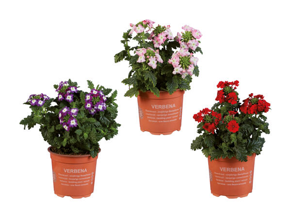 Verbena (solo in Ticino e nella Svizzera francese)