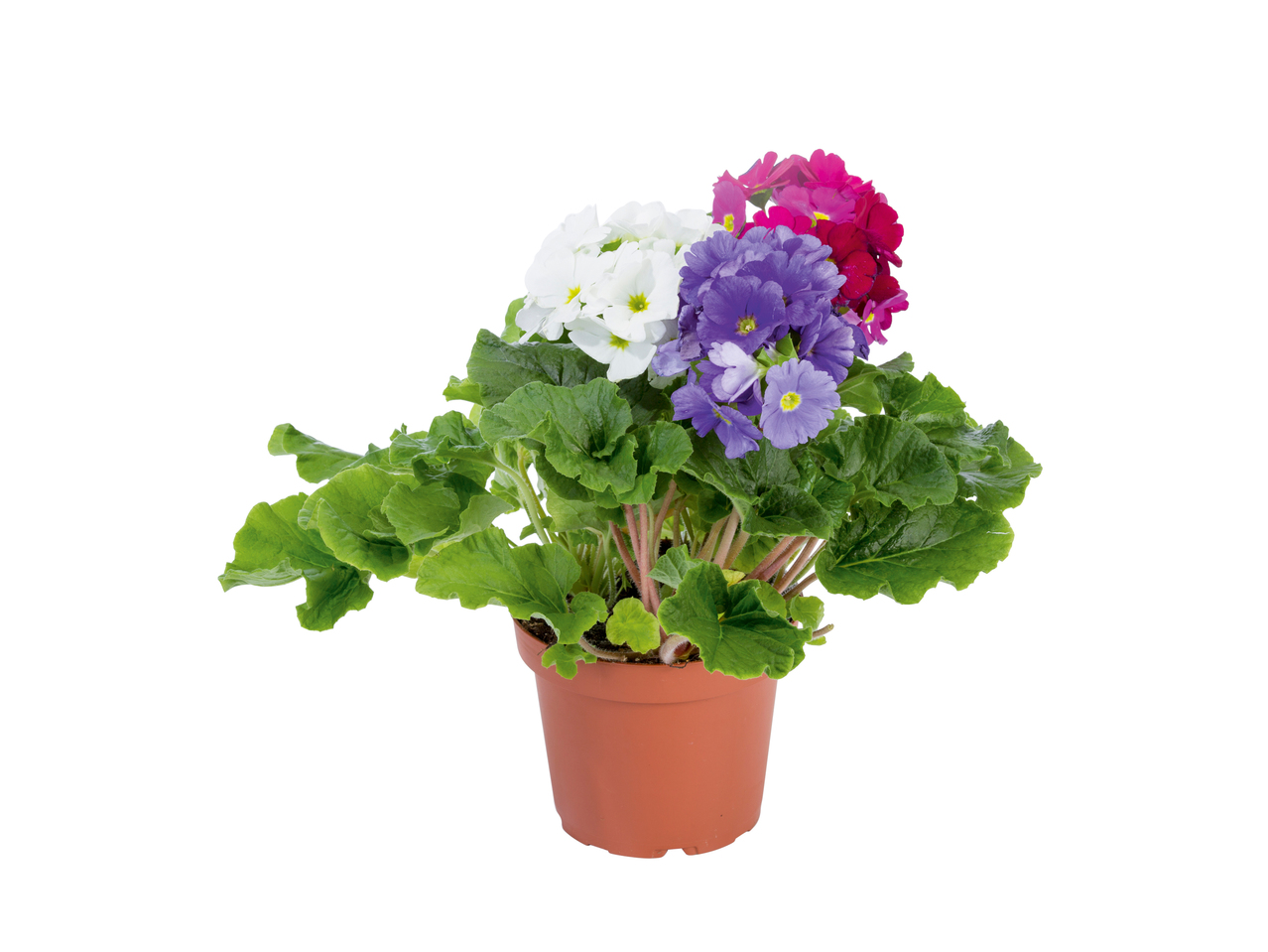 Primula obconica