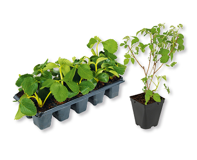 Mélange de fraises/framboises GARDENLINE(R)