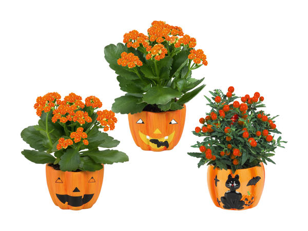 Plante dans un pot en céramique pour Halloween