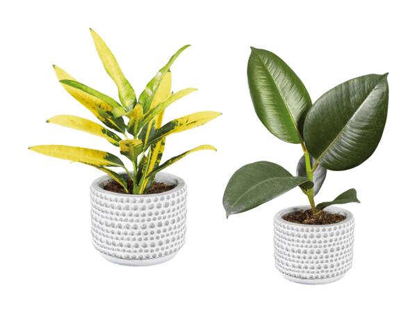 Plantes vertes dans un pot en céramique Greystone