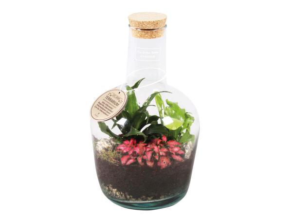 Bottle Terrarium
