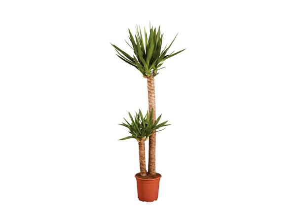 Large Houseplants