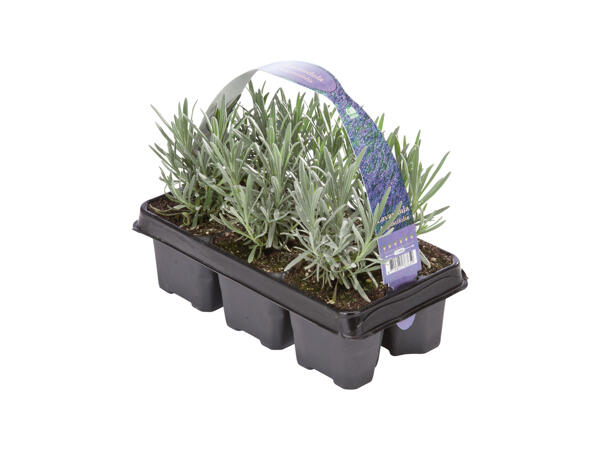 Lavendel, 6-pack
