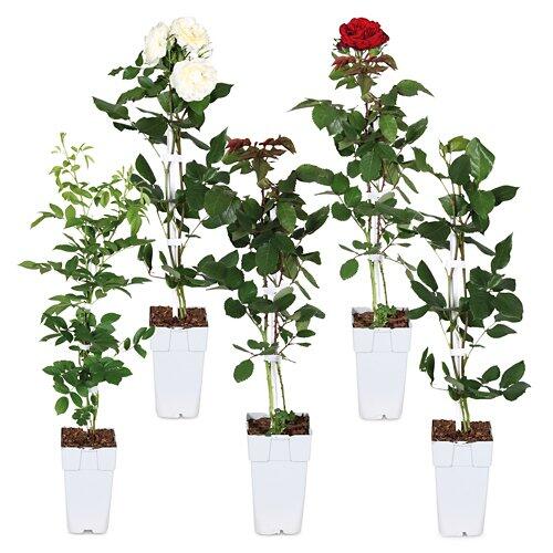 *Kletterrose