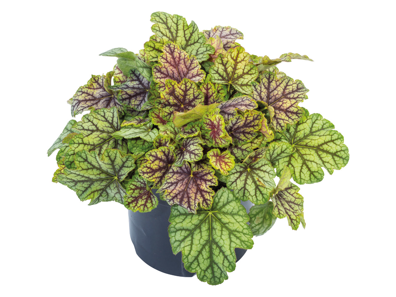 Heuchera1