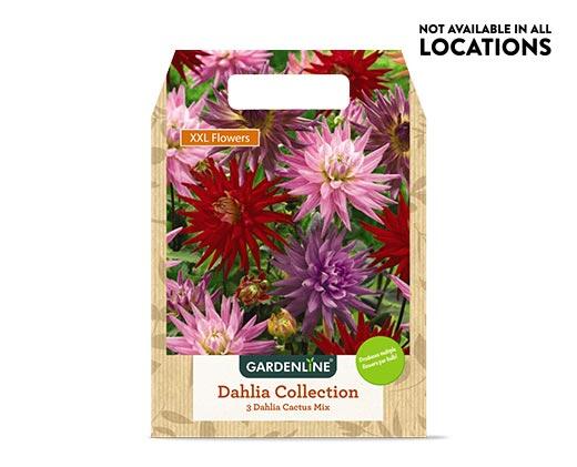 Gardenline 
 Mixed Spring Bulbs Assorted Varieties
