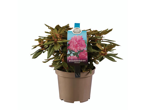 Rhododendron-Mix