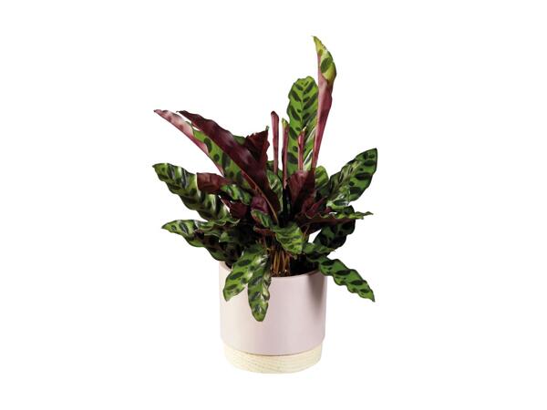 Plants in Woodbase Pot