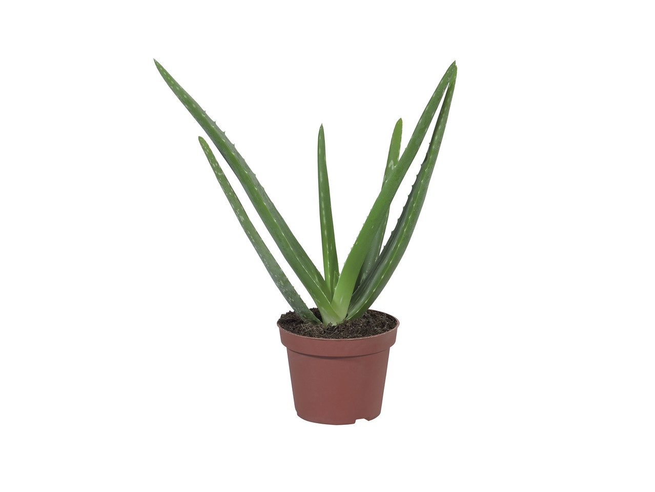 Aloe Vera1
