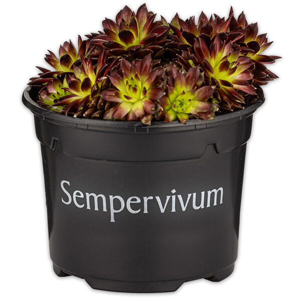 Sempervivum "Hauswurz"