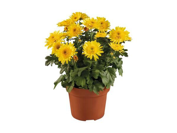 Krysantemum