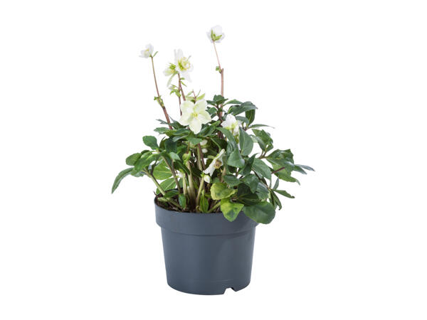 Christmas Rose XL Helleborus