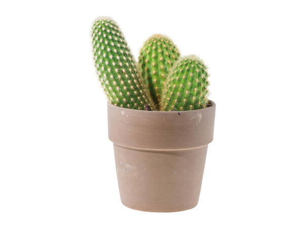 Cactus in Ceramic