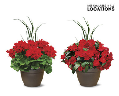 Premium Flowering Plant Assorted Varieties