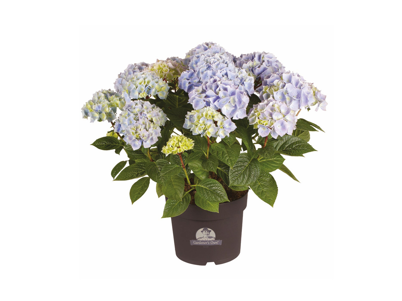 Dansk havehortensia