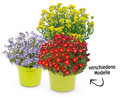 Frühjahrsstaude