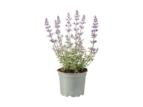 Bee-friendly Perennials