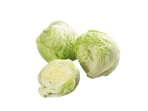 Iceberg Lettuce