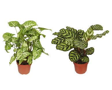 Assorted Indoor Plants 140mm