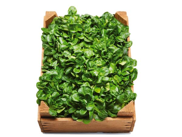 Machésallad