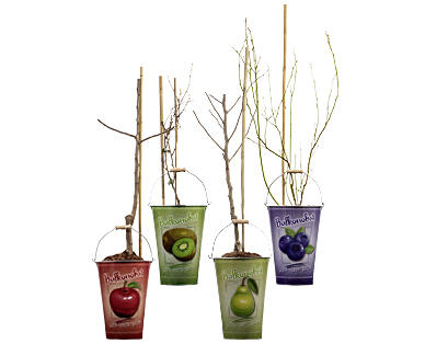 MINI OBSTBAUM