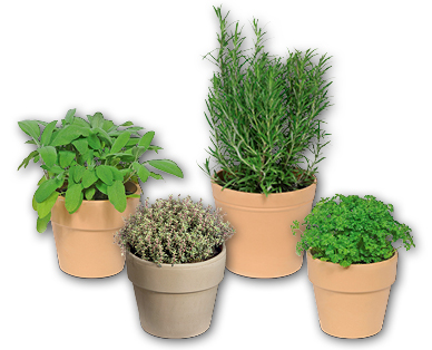 Herbes aromatiques