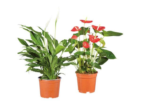 Flowering Plants