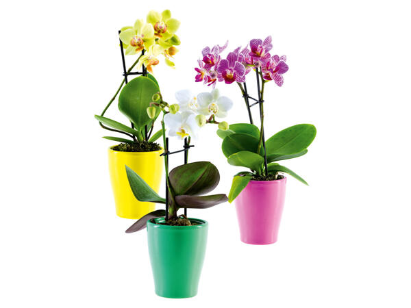 2 STEM BABY ORCHID