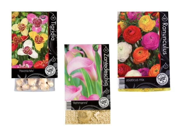 Bulbes de fleurs "premium"