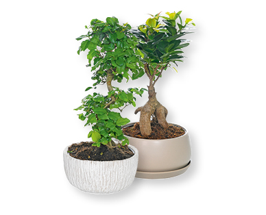 Bonsai