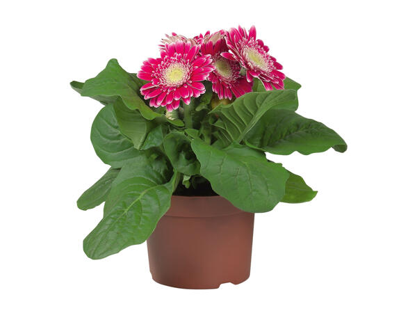 In & Outdoor Gerbera