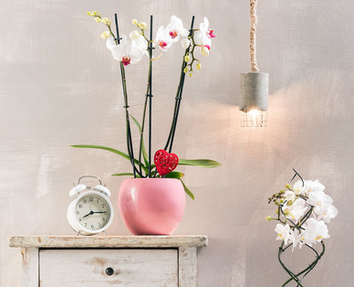 Exklusive Orchidee
