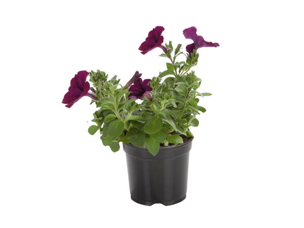 Bedding Plants
