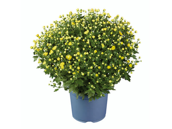 Chrysantheme