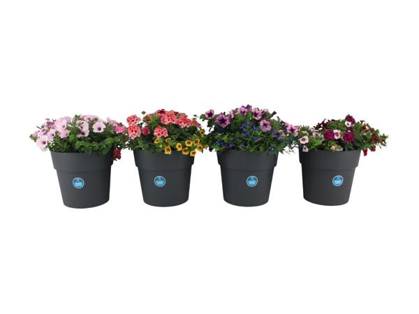 XL Blooming Joy Mix