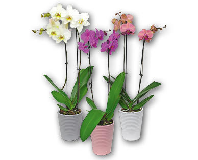 Orchidee