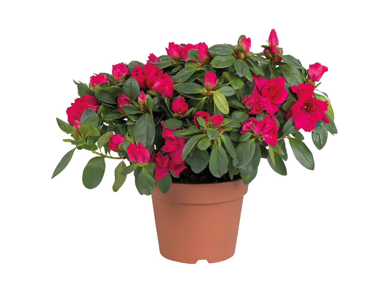 Azalea1