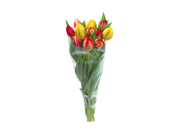 Tulipaner